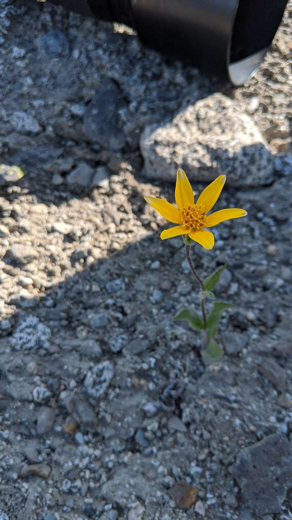 Image de Arnica rydbergii Greene