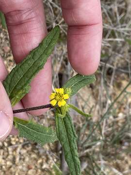 Image of Sigesbeckia australiensis D. L. Schulz