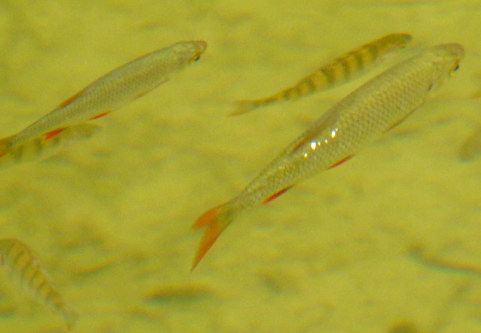 Image of Perch