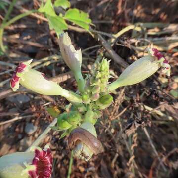 Image of Ipomoea bombycina (Choisy) Benth. & Hook. fil. ex Hemsl.