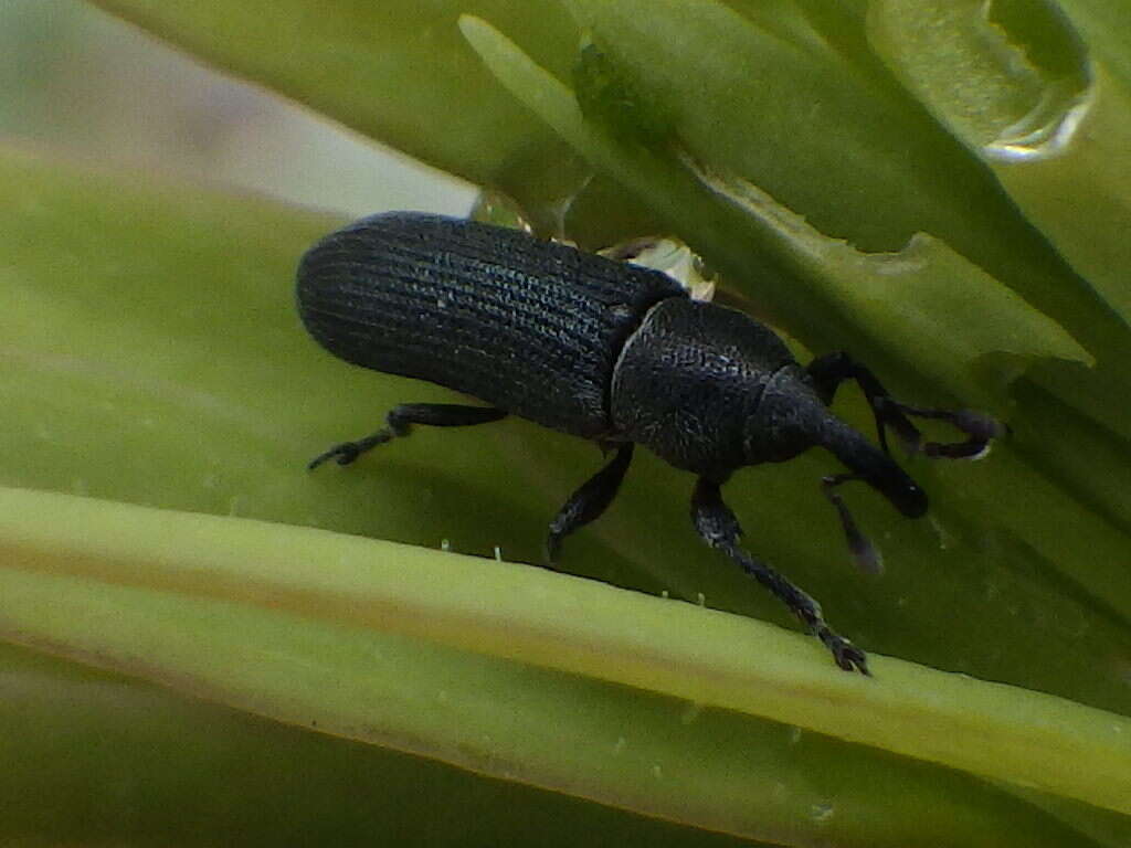 Image of Yellow toadflax stem weevil