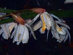 Imagem de Coelogyne rhabdobulbon Schltr.