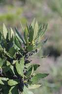 Image of Lance-leaved waxberry