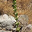 Sideritis perfoliata L. resmi