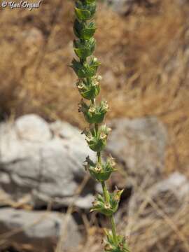 Слика од Sideritis perfoliata L.