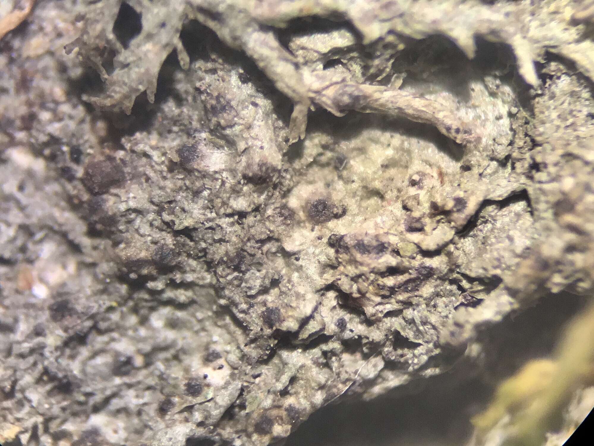 Image of strigula lichen