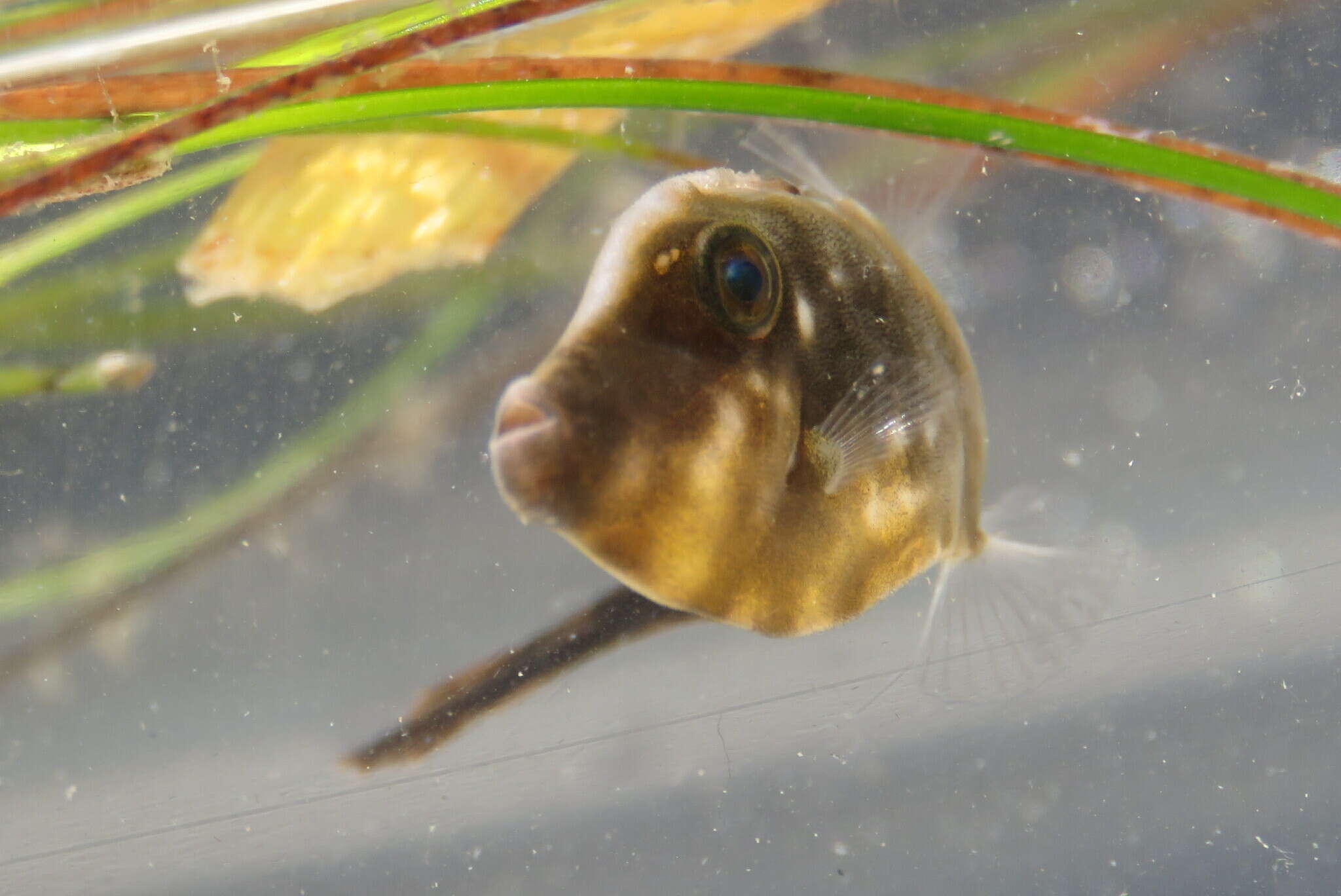 Image of Orange Filefish