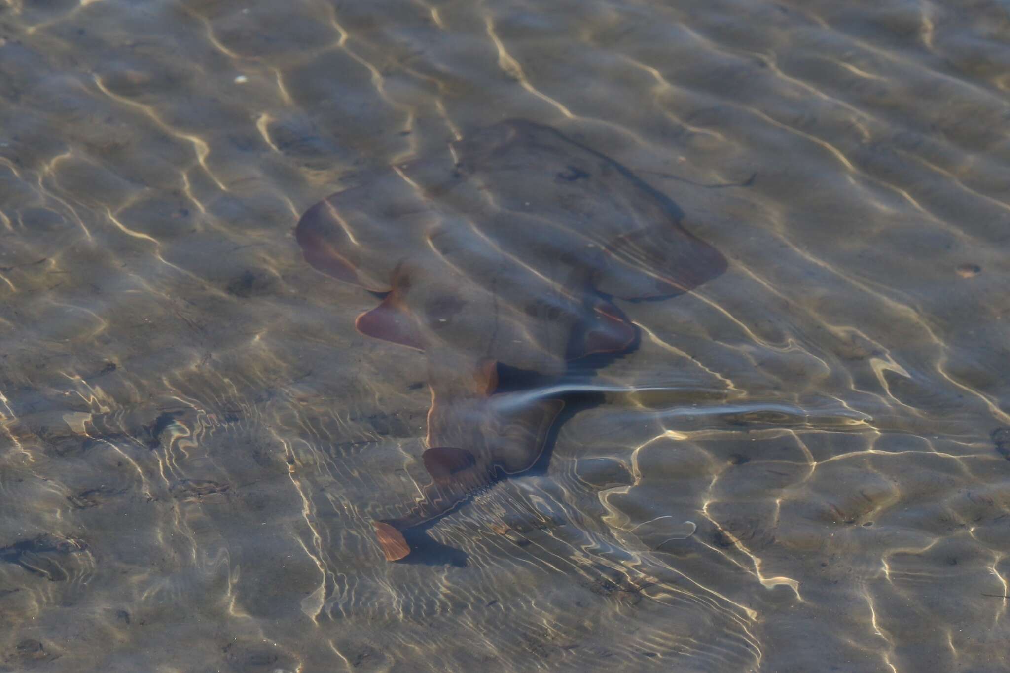 Image de Poisson-guitare spatule