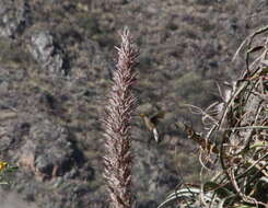 Image of Patagona Gray & GR 1840