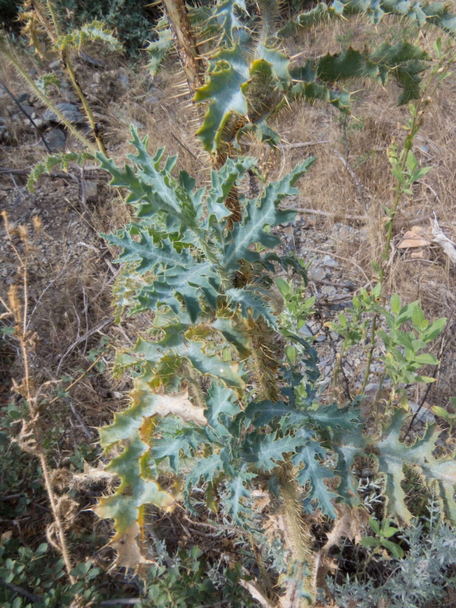 Image of southwestern pricklypoppy