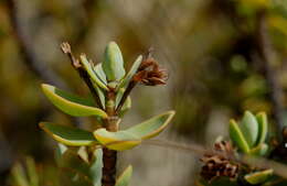 Image of Veronica pinguifolia Hook. fil.