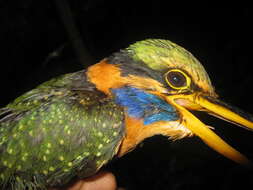 Image of Rufous collared kingfisher