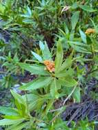 Image of <i>Eupatorium dodonaeifolium</i> DC.