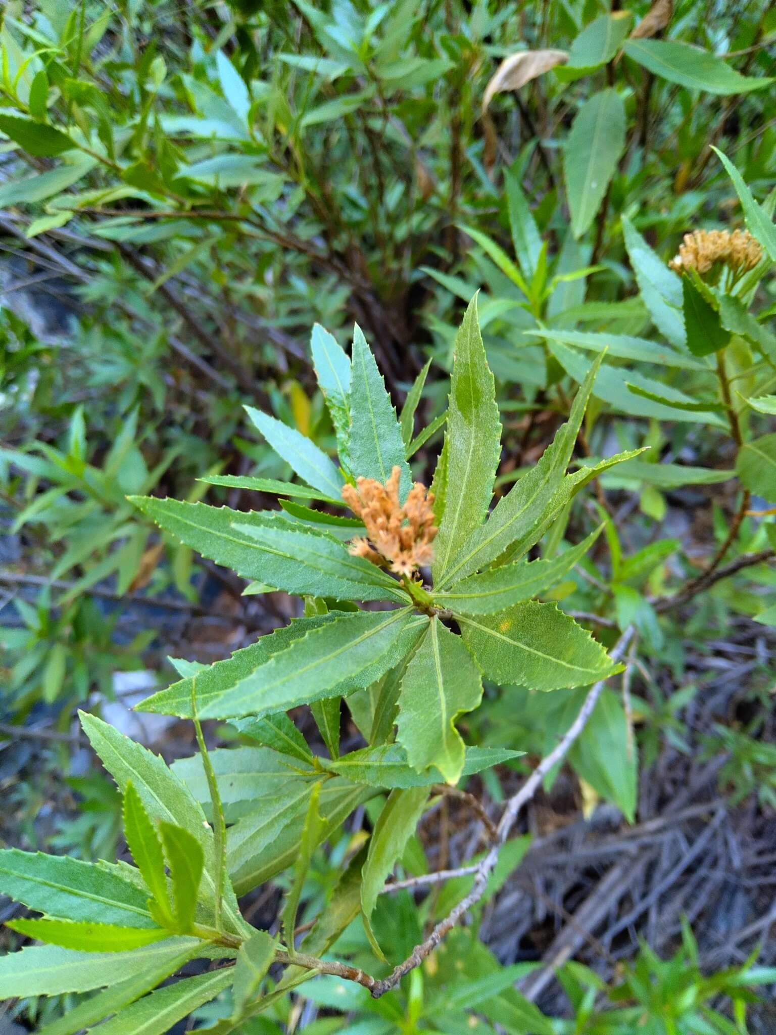 Image of <i>Eupatorium dodonaeifolium</i> DC.