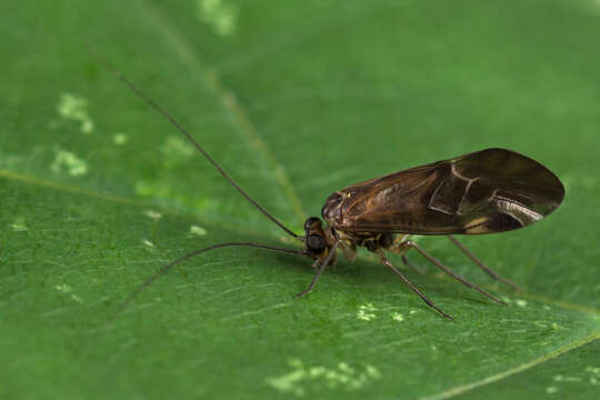 Metylophorus nebulosus (Stephens 1836) resmi