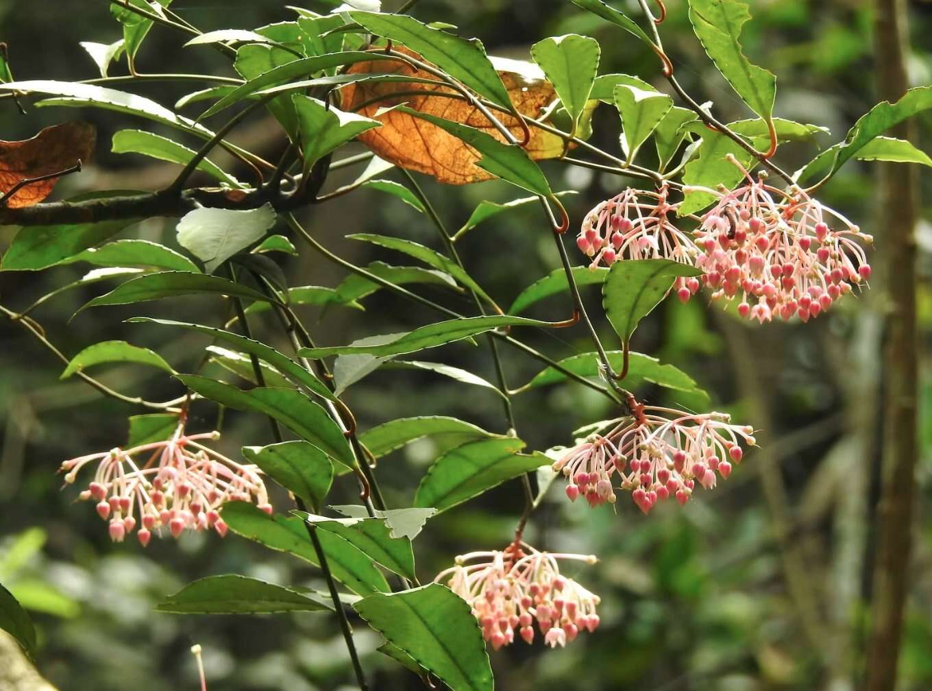 Plancia ëd Ardisia hanceana Mez