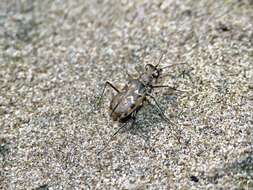 Image of Cicindela (Cicindelidia) trifasciata australis (Peña & Barria 1973)