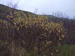 Image of tea-leaved willow