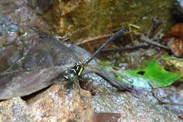 Image of Stylogomphus chunliuae Chao 1954