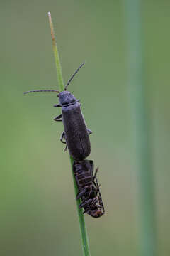 Image of Cantharis paludosa Fallén 1807