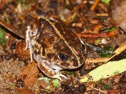 Image of Painted Burrowing Frog