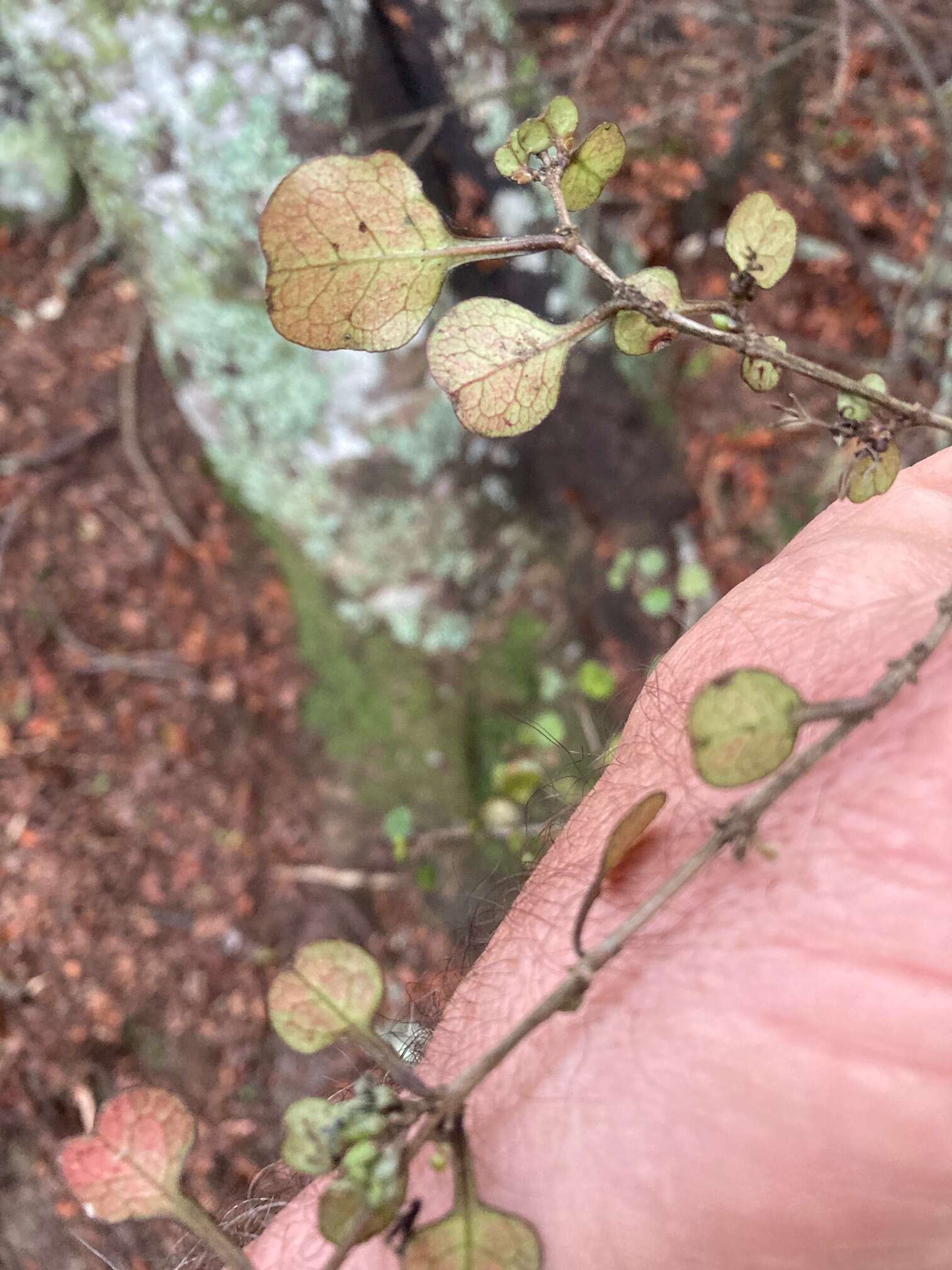 Image of Coprosma spathulata A. Cunn.