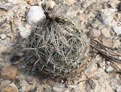 Image of rhinoceros cactus