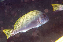 Image of Black-foot sweetlips