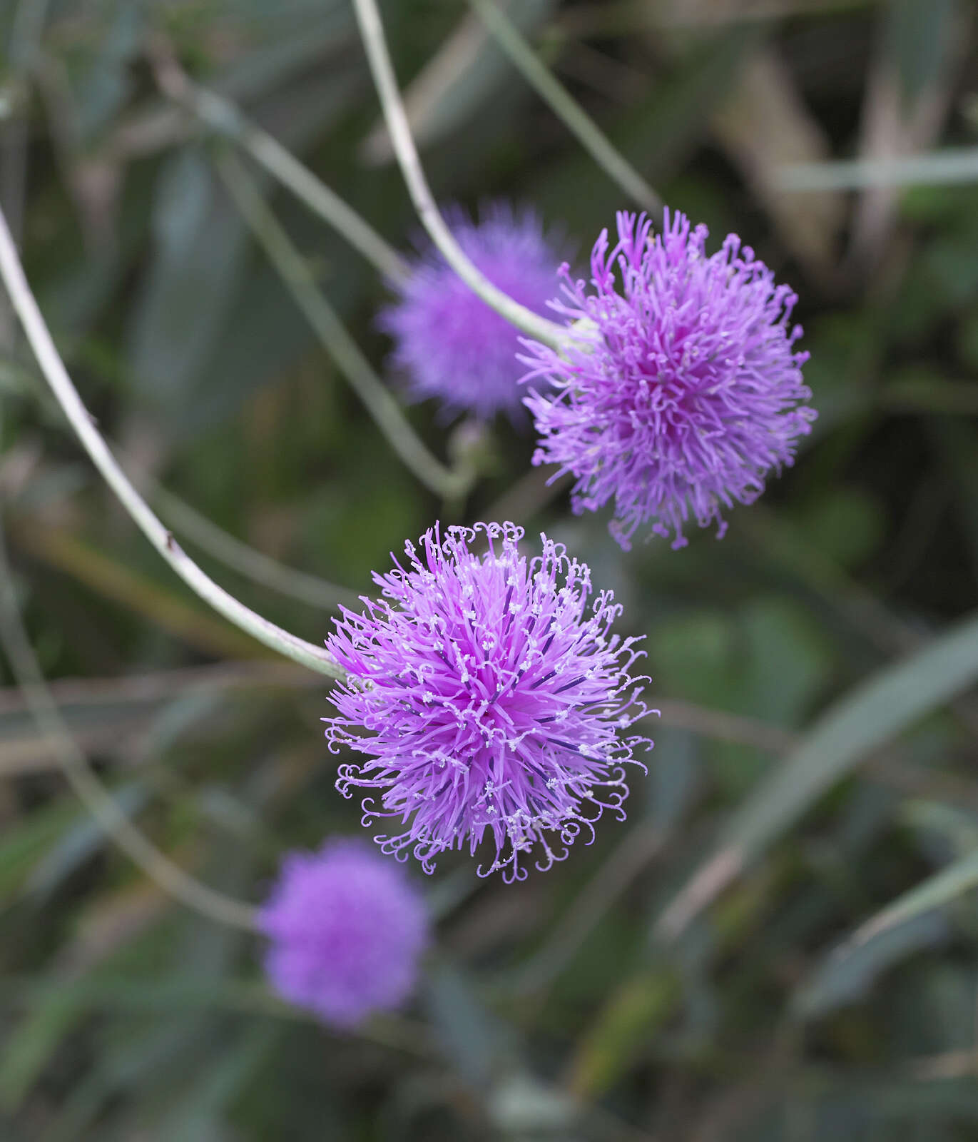 Слика од Serratula coronata subsp. insularis (Iljin) Kitam.