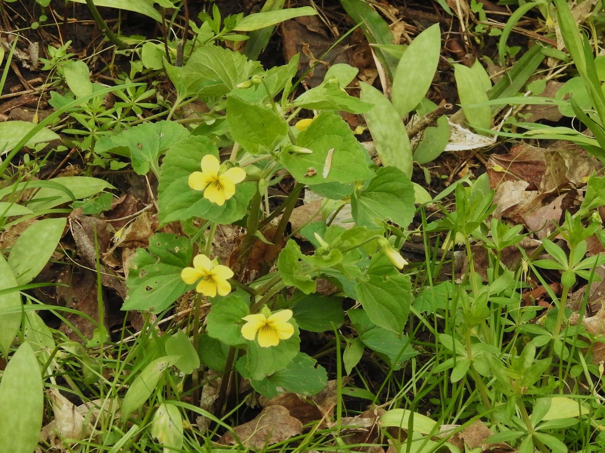 Image of downy yellow violet