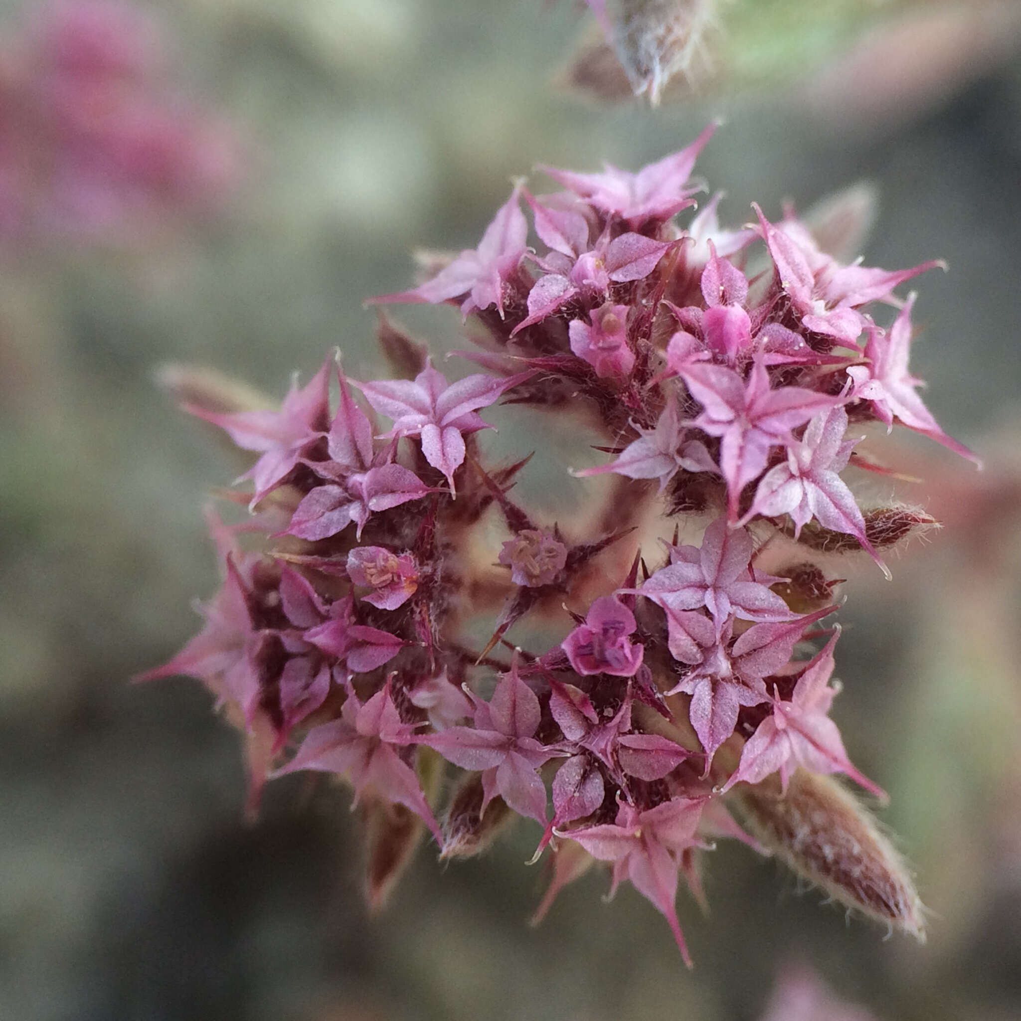 Image of Ben Lomond spineflower