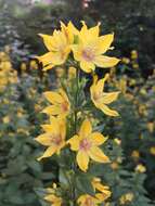 Image of Dotted Loosestrife