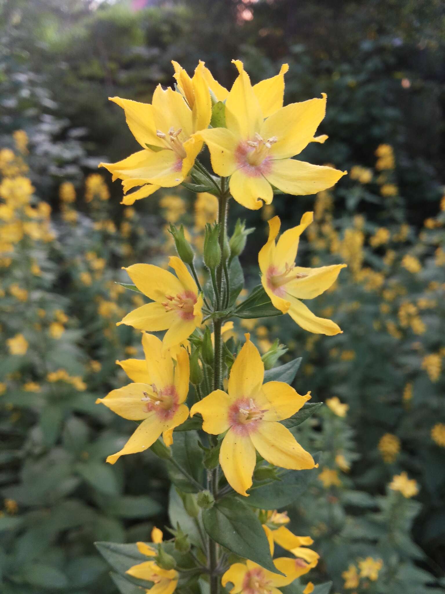 Image of Dotted Loosestrife