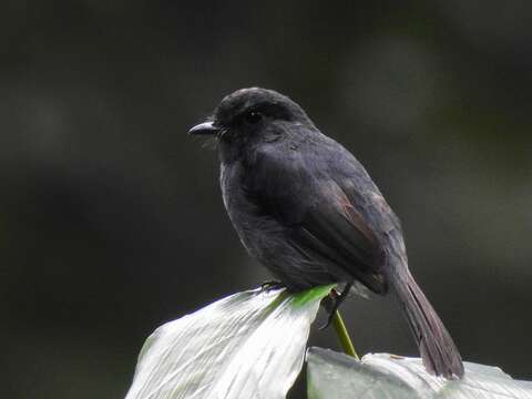 Image of Little Grey Flycatcher