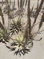 Image of Aloe gariepensis Pillans