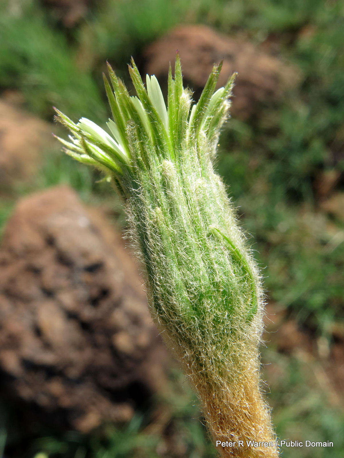 Piloselloides hirsuta (Forsk.) C. Jeffrey ex Cufod.的圖片