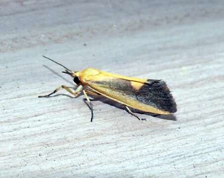 Image of Lead-colored Lichen Moth