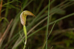 Image of Collared greenhood