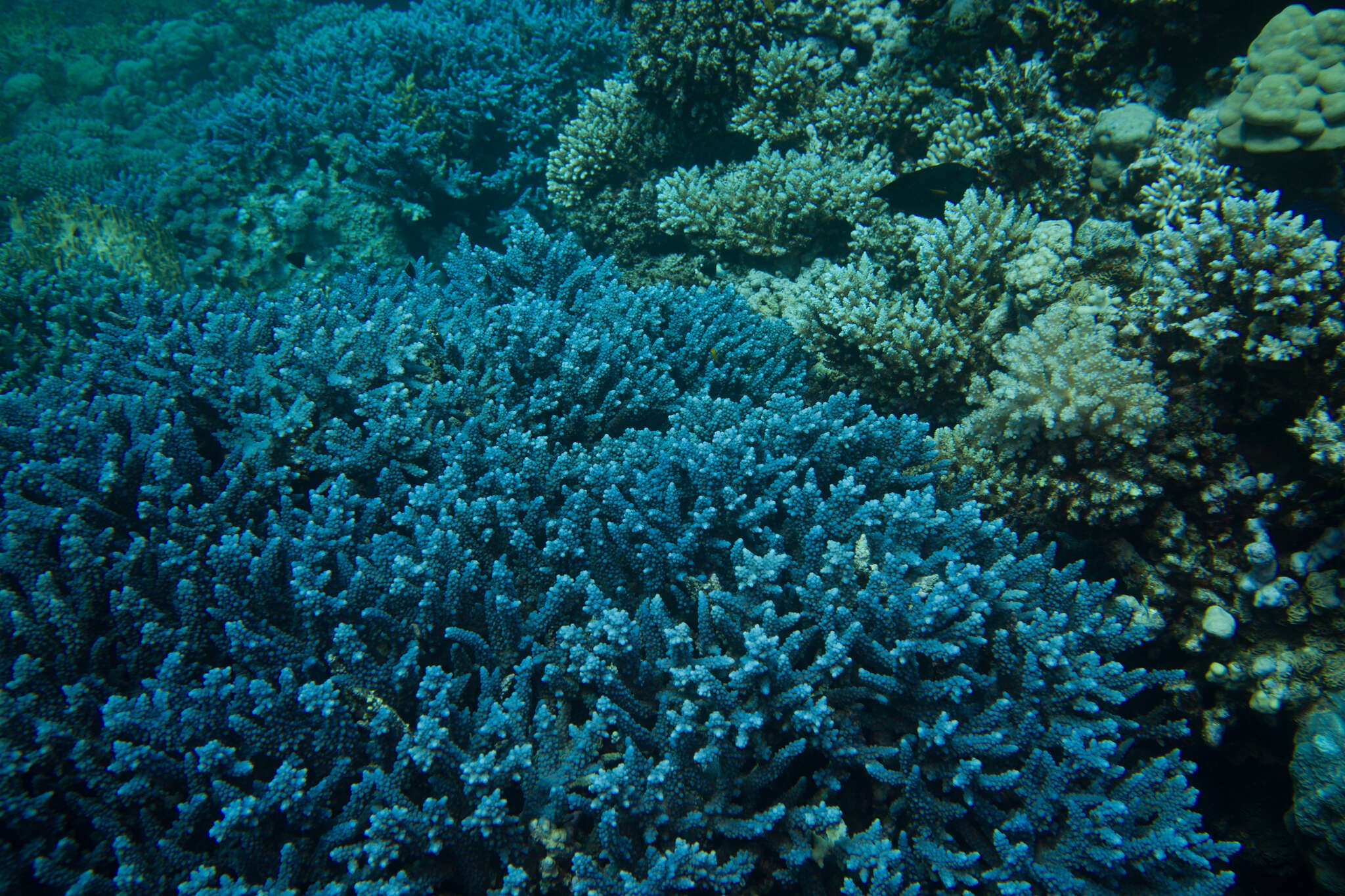 Image of Acropora hemprichii (Ehrenberg 1834)