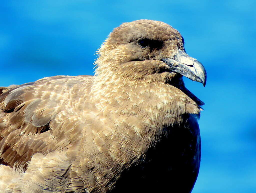 Image of Brown Skua