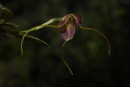 Image of Masdevallia arminii Linden & Rchb. fil.