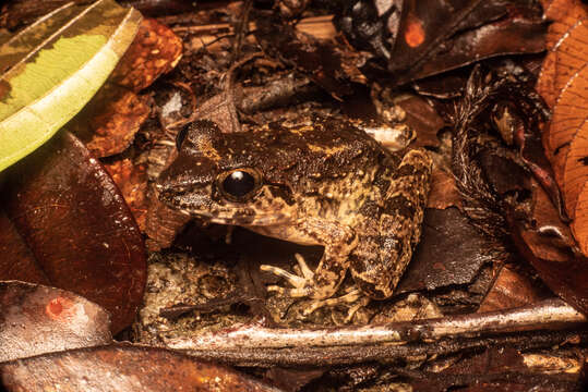 Image of Giant River Frog