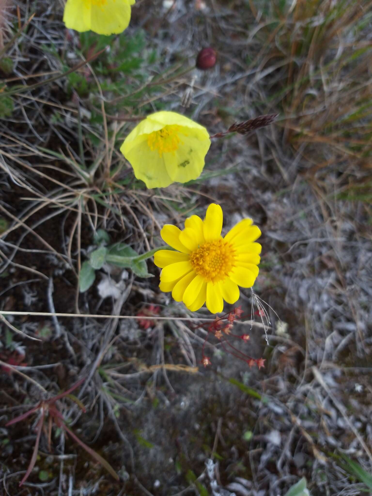 Imagem de Tephroseris integrifolia subsp. tundricola (Tolm.) B. Nord.