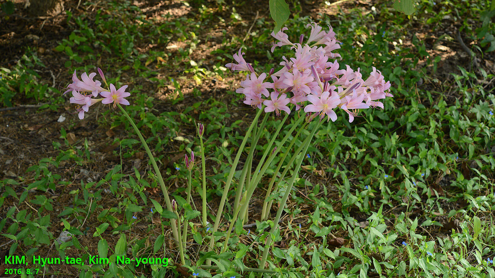 Image of resurrection lily