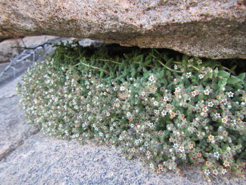 Image of <i>Crassula <i>lanuginosa</i></i> var. lanuginosa