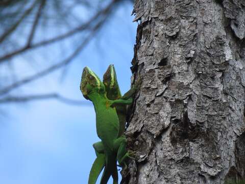 Image of Holguin Anole