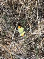 Image of Desert Orangetip