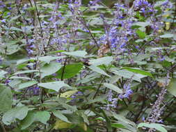 Image of Salvia roscida Fernald