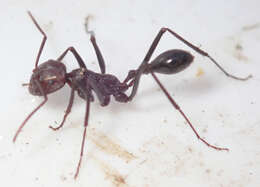 Image of Ocymyrmex sphinx Bolton 1981