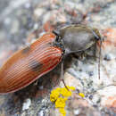 Plancia ëd <i>Anostirus bipunctatus</i> (W. J. Brown 1936)